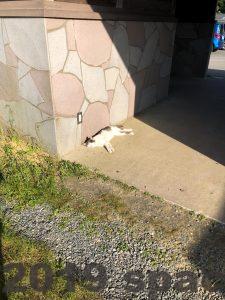 長部田海床路のトイレで寝ている猫